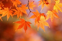 autumn-leaves_00009.jpg