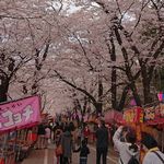 千本桜.jpg