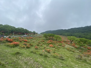 赤城山つつじ.jpg